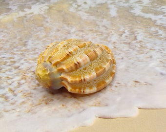 HARPA MAJOR  MELON Shell~ Swollen Harp seashell ~ Volute Shell