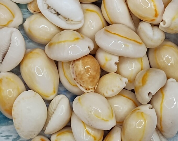 FLORIDA COWRIE SEASHELLS 10-50pcs W/ Holes~pam Beach Find~atlantic ...