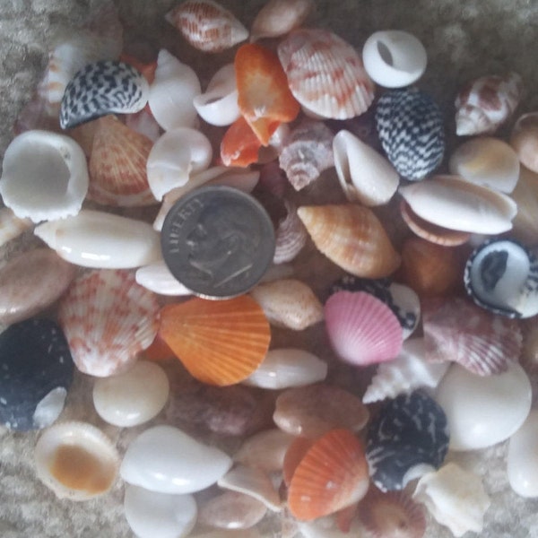 MINI SEASHELL MIX ~ 10-100pcs ~ Zen ~ Fairy Garden ~ Jewelry Craft ~ Sailors Valentine ~ Teeny Sea Shell ~ Coastal-Bulk Seashells