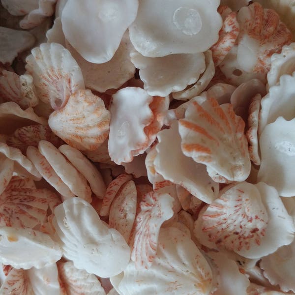 SANIBEL KITTEN PAWS ~ 10-100pcs surf tossed shells ~ Captiva Island ~ Florida Vacation Treasure