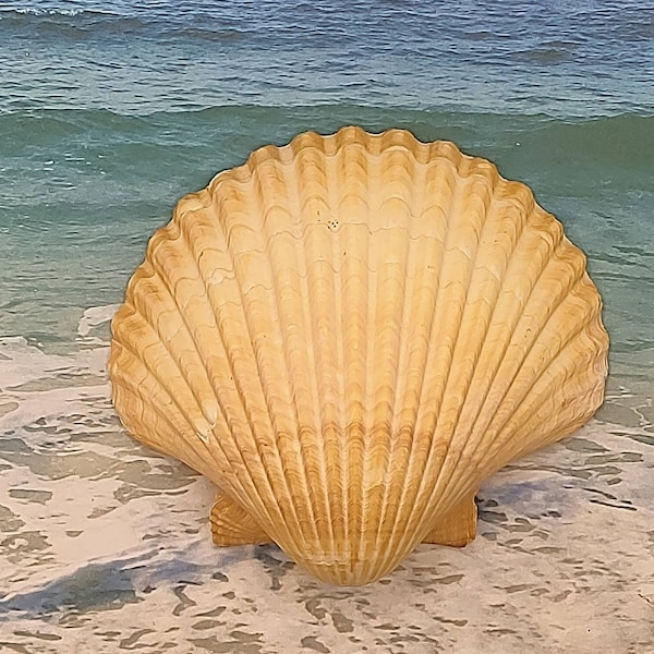 Large Deep dish RIBBED SCALLOP ~ Sanibel Florida beach find ~ Smudge bowl ~ Candle holder