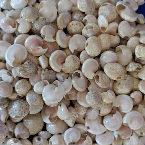 Fusinus forceps Seashells: White Spindle Seashells, 1 large whole shel –  Nature Beads