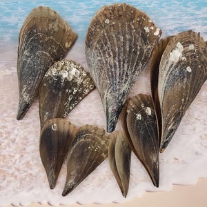 May include: A collection of large, brown mussel shells with textured surfaces and varying sizes. Some shells have white, barnacle-like deposits. The shells are arranged on a sandy surface, suggesting a beach theme.