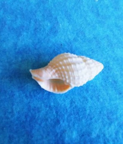 WHITE DOG WHELK ~ 5-100pcs Seashell~nassa Reticulata - Etsy