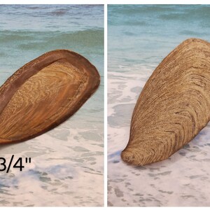 May include: Two brown, wooden seed pods with a wood grain pattern. The seed pod on the left is 2 3/4 inches long. The seed pods are on a beach with white sand and blue water.