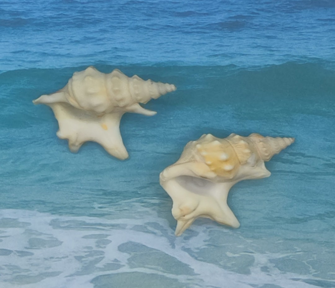 PELICAN'S FOOT SHELL Rare Sea Snail 1 5/8 - Etsy