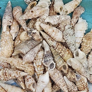 CERITHIUM ATRATUM ~  Cone Seashells~ Wedding Craft ~ Beach Coastal ~Bulk Seashells