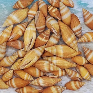 May include: A collection of seashells with a spiral shape and a mix of orange and white stripes. The shells are arranged in a pile, with some open to reveal the interior. The background is a light blue and white surface.