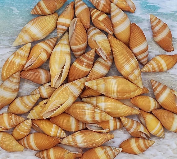 Miter Snail ~ ORANGE & WHITE MITRA ~ Cone Shell ~ Striped Shell - Etsy
