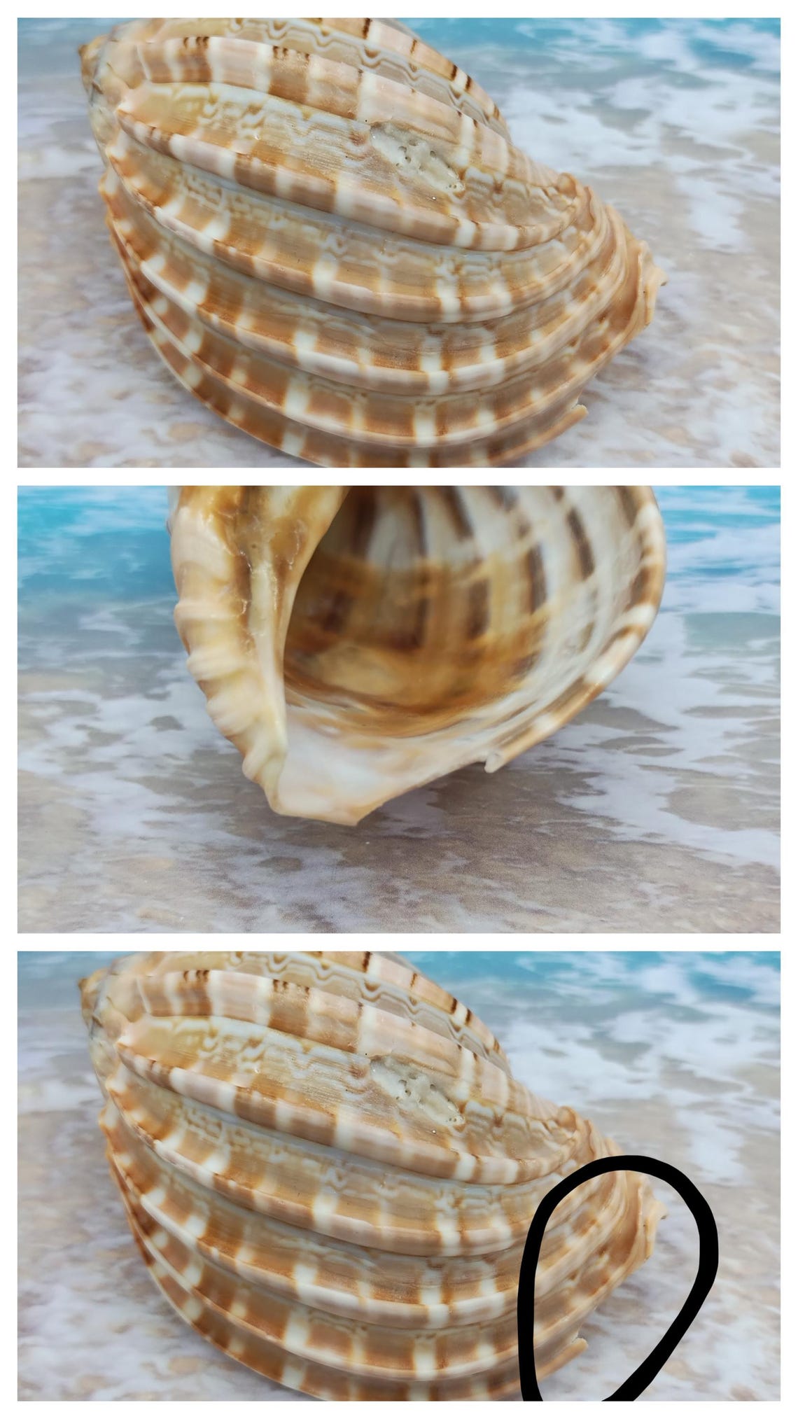 HARPA MAJOR MELON Shell~ Swollen Harp Seashell ~ Volute Shell - Etsy