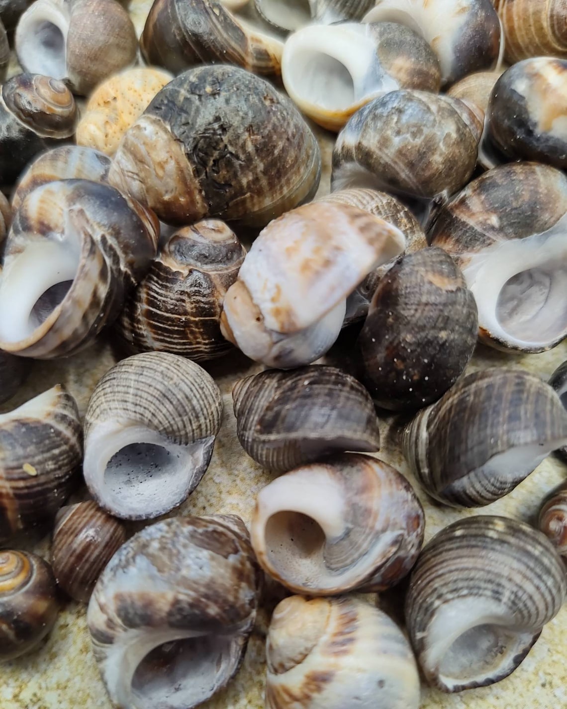 NEW ENGLAND SNAIL Seashells 125pcs Coastalbeachcottage Etsy