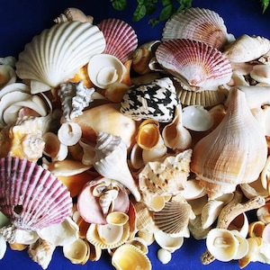 May include: A collection of seashells in various shapes, sizes, and colors, including white, pink, brown, and beige. The shells are arranged on a blue surface.