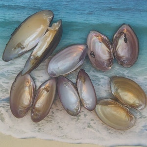 FRESH WATER MUSSEL Pairs & Singles 1-25 Shells ~ Craft shells ~ 1 1/2&quot; to 3&quot;