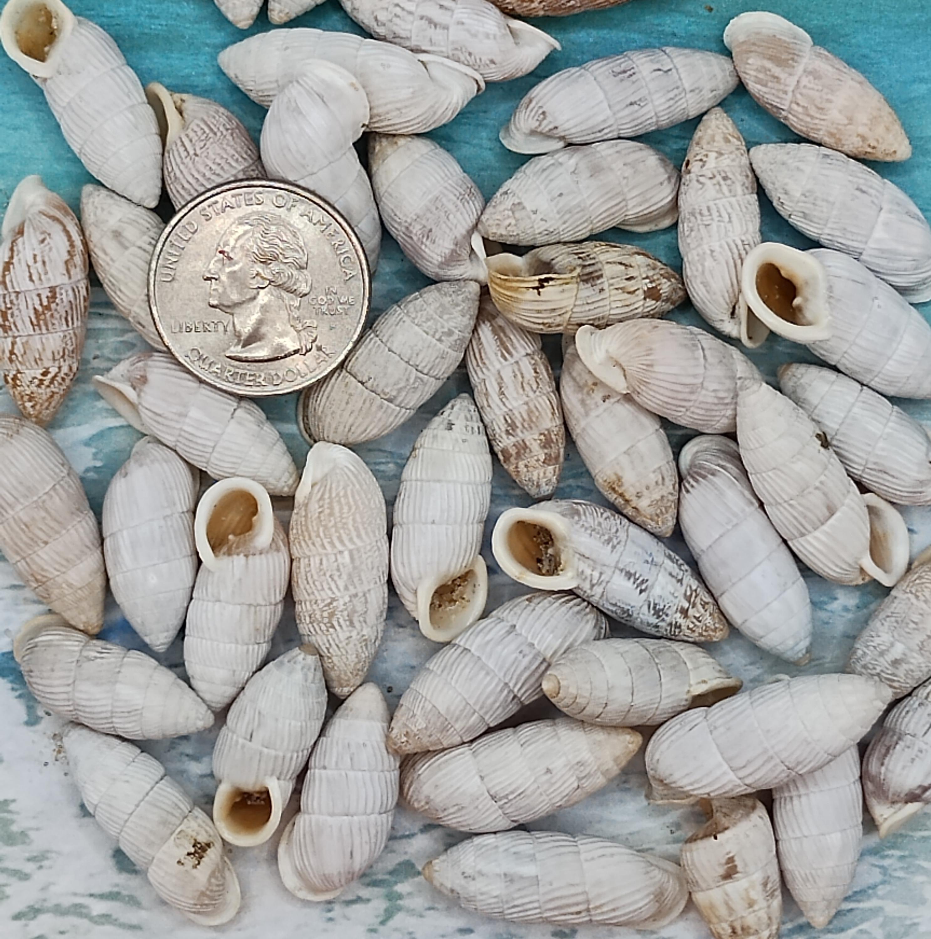 10 Grey PEANUT SNAIL Shells~cerion Casablancae~gastropod~peanut