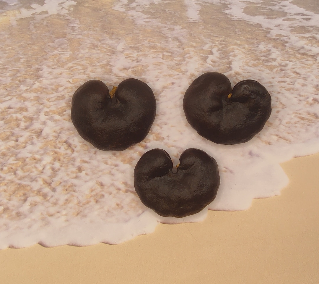MONKEY EAR POD Tree Seed Enterolobium Elephant Ear Fruit in a Circle - Etsy