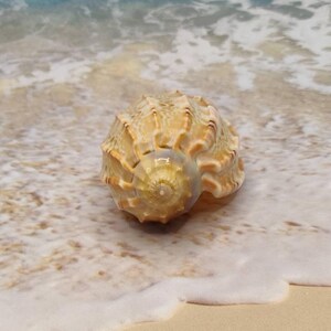 HARPA MAJOR MELON Shell~ Swollen Harp Seashell ~ Volute Shell - Etsy