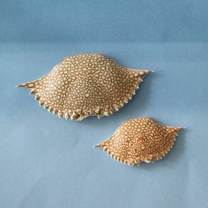 Natural Speckled Crab Carapace (shell) ~ 1"to 5 1/2" ~ Palm Beach Find
