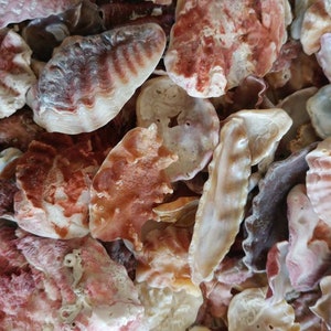 May include: A collection of various sized and shaped seashells in shades of pink, brown, and white.