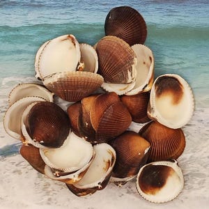 May include: A collection of brown and white seashells with a ribbed texture. The shells are arranged in a pile on a white sandy beach.
