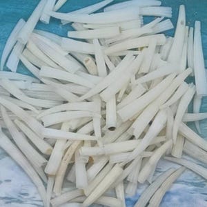 WHITE TUSK SHELLS ~ Dentallium Verdi ~ Tiny White Tusk ~ 7/8"  to 1"