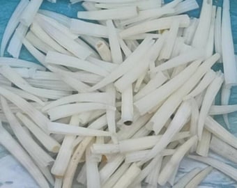 WHITE TUSK SHELLS ~ Dentallium Verdi ~ Tiny White Tusk ~ 7/8"  to 1"