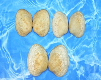 VENUS CLAM ~ Venus clam ~ Pairs ~ 2 7/8" to 3 3/8"