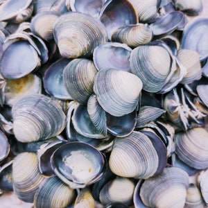 May include: A pile of assorted seashells with a mix of colors, including shades of blue, gray, and white. The shells have a ribbed texture and varying sizes, creating a natural, coastal aesthetic. The shells are empty and open, revealing the inner surfaces.