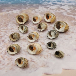 May include: A collection of 13 seashells with various patterns and colors, including brown, white, and black. The shells are arranged on a light brown surface with a blurred background of blue water and white foam.