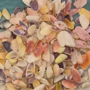 Tiny  COQUINA SEASHELLS ~ 10-100pcs ~ Assorted colors ~ Beach ~ Coastal Decor ~ Sanibel Island Florida beach finds