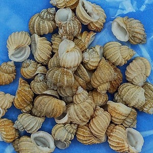 May include: A collection of small, spiral-shaped seashells in shades of tan and cream, scattered on a blue surface. The shells have a ribbed texture and varying sizes, creating a natural, coastal aesthetic.