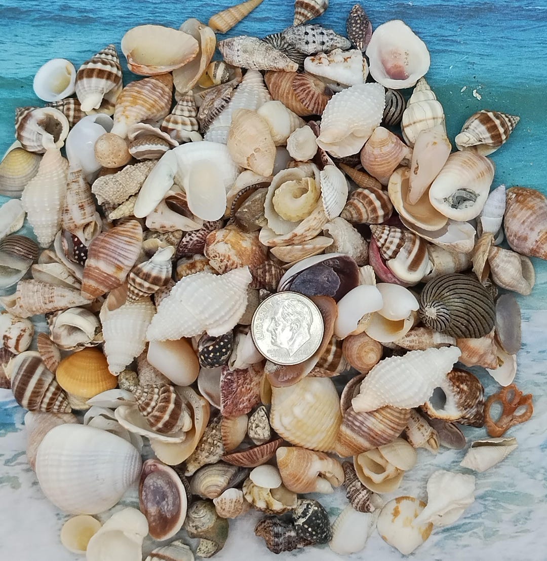 MINI SEASHELL MIX ~ 10-100pcs ~ Zen ~ Fairy Garden ~ Jewelry Craft ...