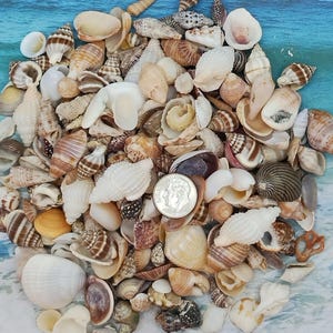 MINI SEASHELL MIX ~ 10-100pcs ~ Zen ~ Fairy Garden ~ Jewelry Craft ~ Sailors Valentine ~ Teeny Sea Shell ~ Coastal-Bulk Seashells