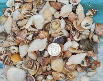 MINI SEASHELL MIX ~ 10-100pcs ~ Zen ~ Fairy Garden ~ Jewelry Craft ~ Sailors Valentine ~ Teeny Sea Shell ~ Coastal-Bulk Seashells
