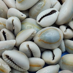 PEPPERLONEY COWRIE SEASHELLS 10-50pcs ~ Grayish White Cowrie ~ Coastal Beach Decor ~ Mother Nature ~ Jewelry