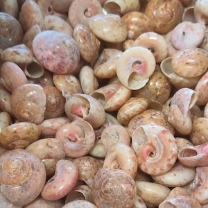 May include: A collection of small, beige and brown seashells with a spiral pattern. The shells are smooth and glossy.