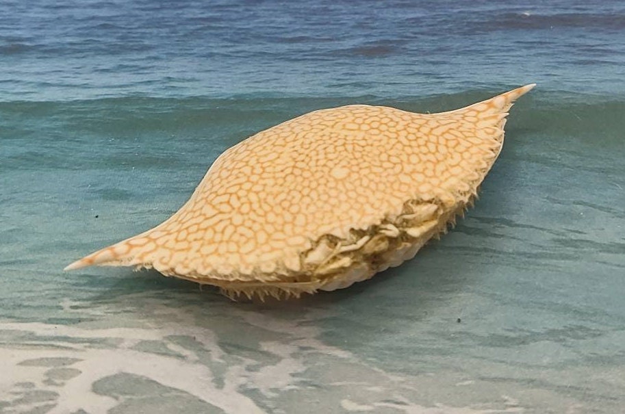 Natural Speckled Crab Carapace Shell 1 3 4to 5 Etsy