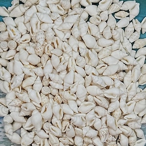 May include: A large pile of small, white seashells. The shells are all different shapes and sizes, but they are all a creamy white color.