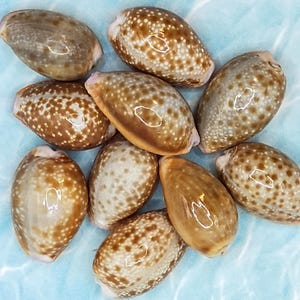 May include: A collection of oval-shaped seashells with a glossy finish. The shells display a mix of colors, including tan, brown, and cream, with speckled patterns. The shells are arranged on a light blue surface.