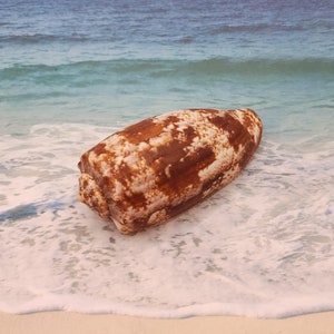 May include: A large, brown and white seashell rests on a sandy beach, with gentle waves lapping around it. The shell has a textured surface and a distinctive elongated shape. The background features a calm ocean and a clear blue sky.