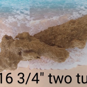 May include: Two brown, porous, tube-shaped pieces of coral, measuring 16 3/4 inches in length. The coral is on a white sandy beach with blue water in the background.