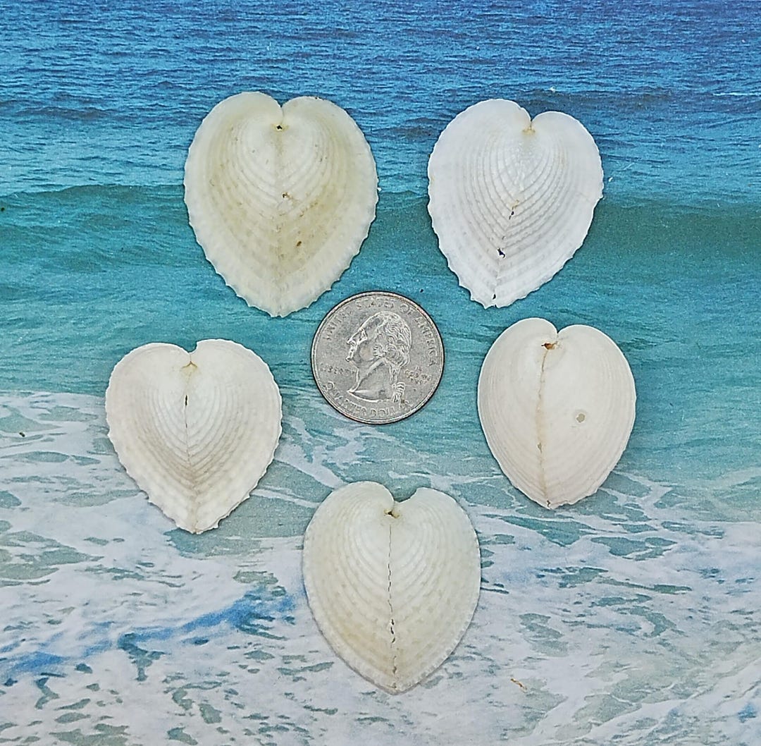 HEART COCKLE Seashell~sweetheart Sea Shell - Etsy