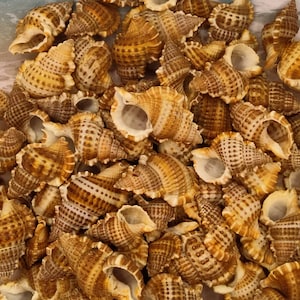 3 to 100 Granulated FROG SHELLS ~ Bursa Granularis Frog shell