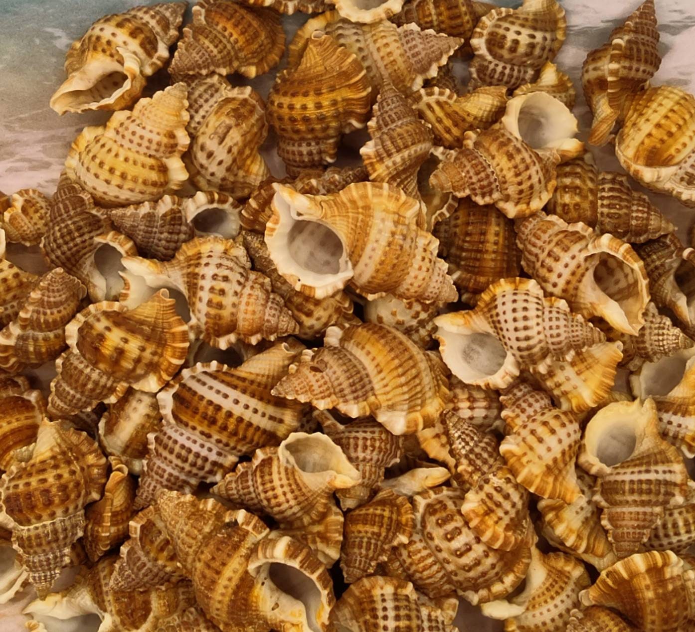 Shell Frogs 3 to 100 Granulated FROG SHELLS ~ Bursa Granularis Frog Shell - Etsy