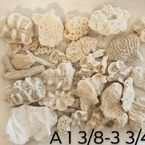 Lots of 30pcs ~ Choice of 10 ~ LOTS CORAL PIECES ~ Brain ~ Rose Coral ~ Golf Ball coral ~ Finger Coral ~  fREE sHIPPING ~ L4