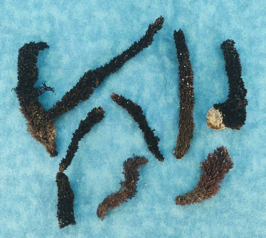 7pc Lot Black PRICKLY SEA SPONGE Finger Reef Sponge Dead Etsy
