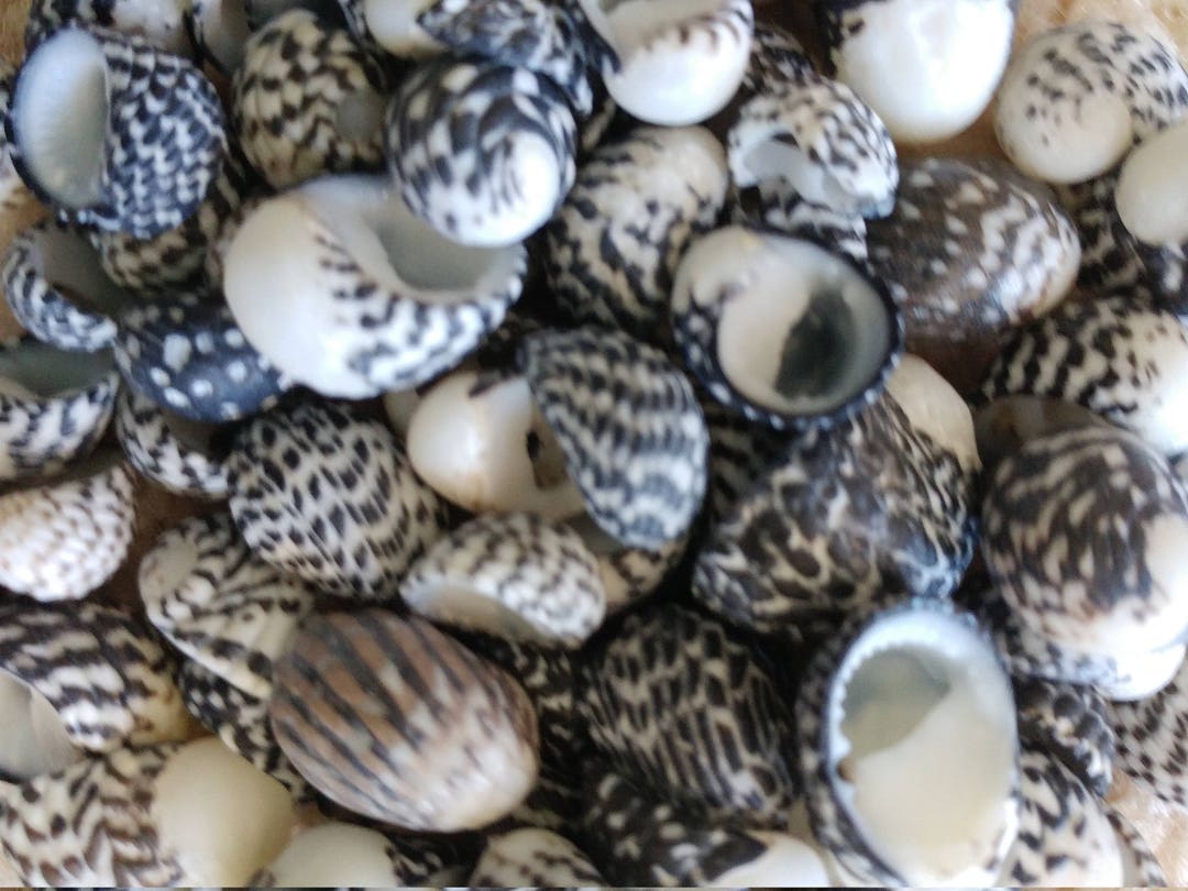 Groundnut Shell Zebra ZEBRA NERITES ~ 10-50pcs ~ Palm Beach Florida Sea Shells ~ Coastal ...