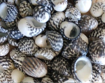 ZEBRA NERITES ~ 10-50pcs  ~ Palm Beach Florida Sea Shells ~ Coastal ~ Jewelry Making
