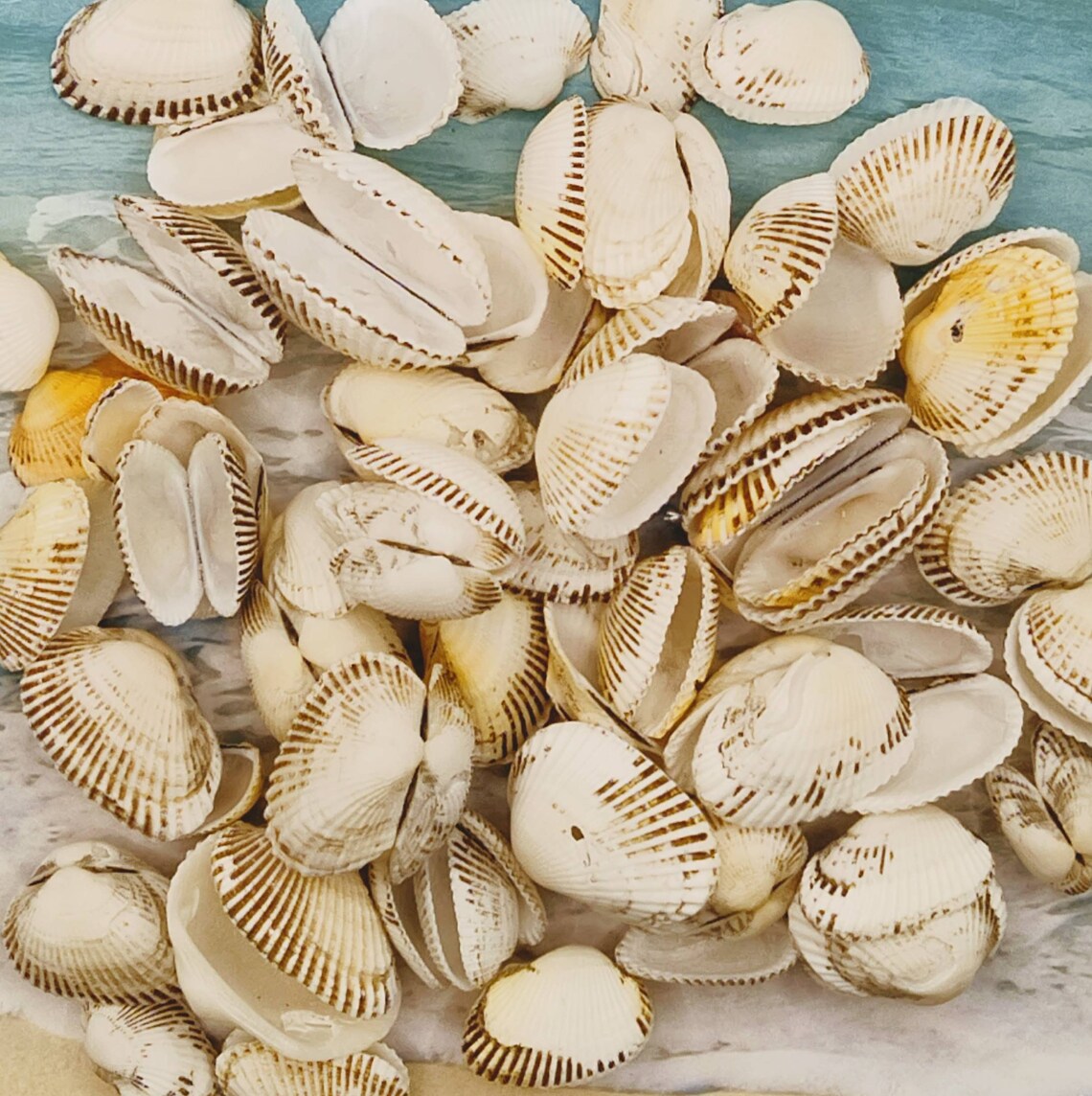 Florida PONDEROSA ARK SEASHELLS ~ Pairs & Singles ~ 10-100pcs ~ Jewelry ...
