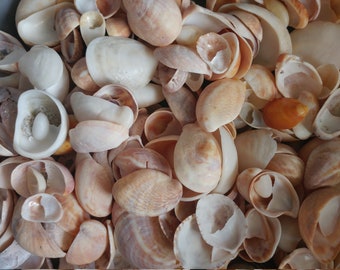 ATLANTIC SLIPPERSNAIL SEASHELL ~10-100pcs ~Palm Beach Florida Sea Shells ~ Coastal ~ Jewelry Making ~  Mosaic ~ Zen ~  Fairy Garden