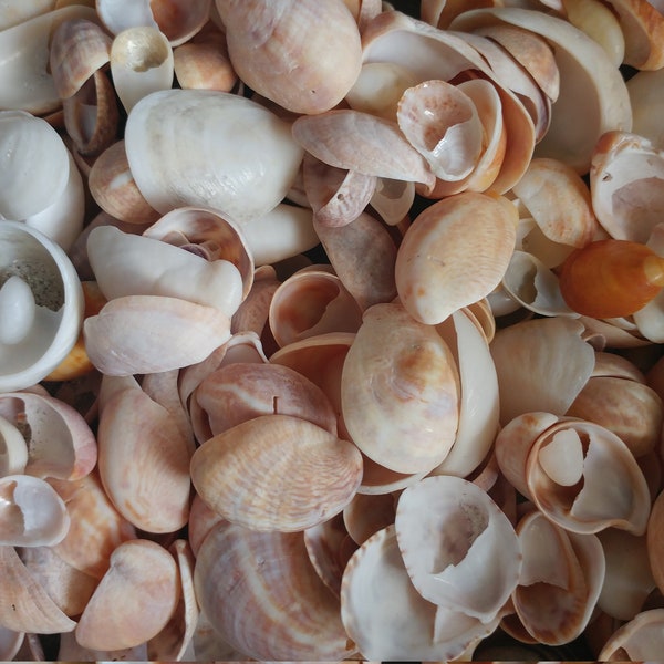 ATLANTIC SLIPPERSNAIL SEASHELL ~10-100pcs ~Palm Beach Florida Sea Shells ~ Coastal ~ Jewelry Making ~  Mosaic ~ Zen ~  Fairy Garden